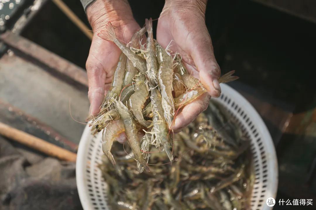 为什么市面上的冷冻虾仁不好吃？水产专家这样说！