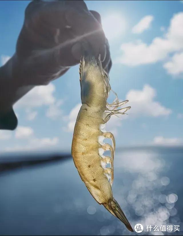 为什么市面上的冷冻虾仁不好吃？水产专家这样说！