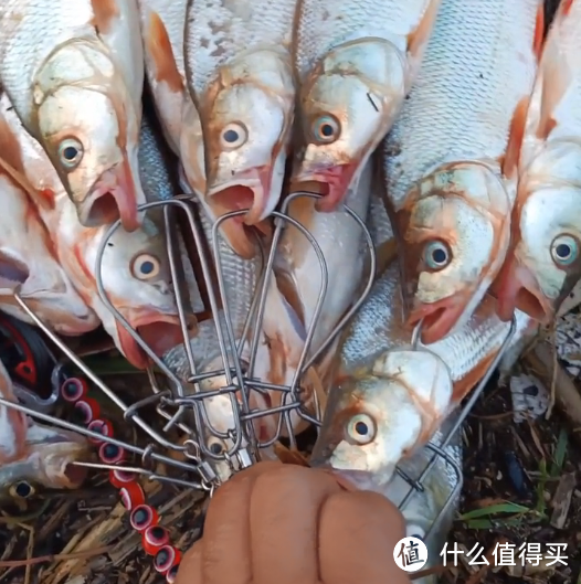 河南一水库红尾鱼“大爆发”,钓鱼人:2小时钓了近30条