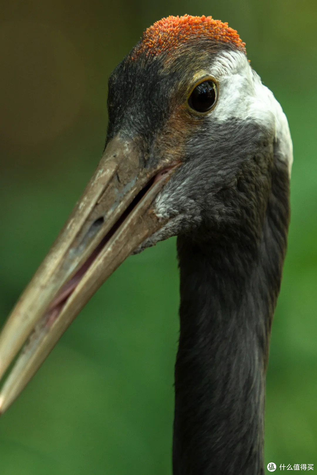 首发测评，适马超远距镜头150-600mm F5-6.3 DG DN OS丨Sports