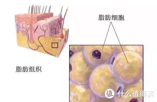 纯干货！一起来学习科学减肥增肌吧