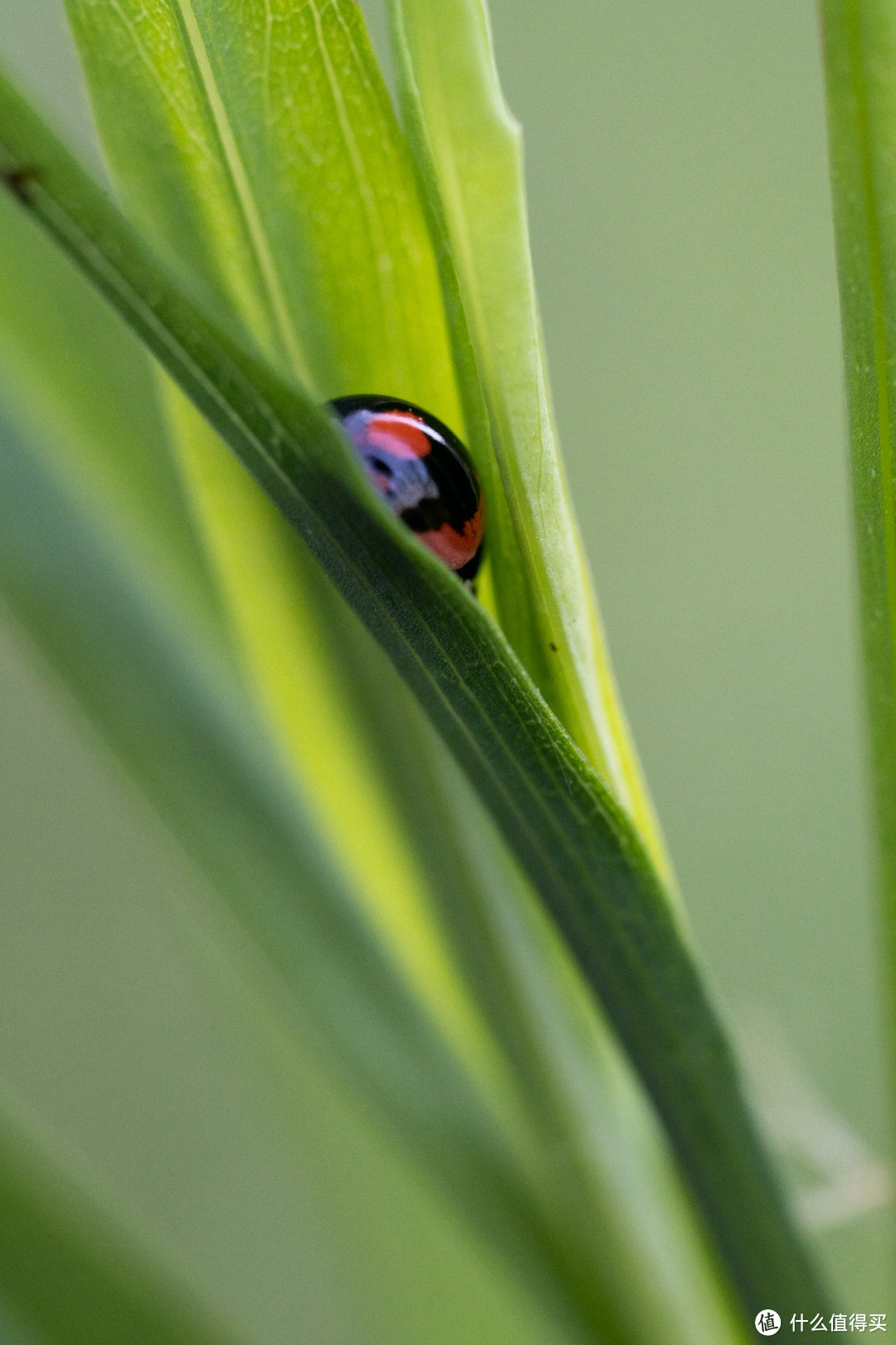 SIGMA 70mm F2.8 Macro