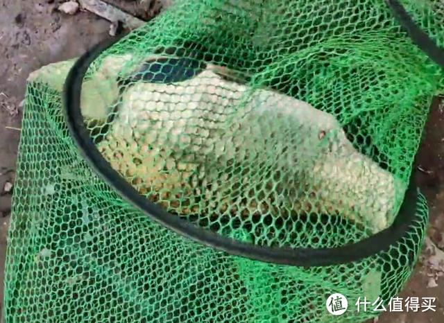 江苏钓友钓上“巨型”鲫鱼，2斤多一条，网友：这是鲤鱼吧