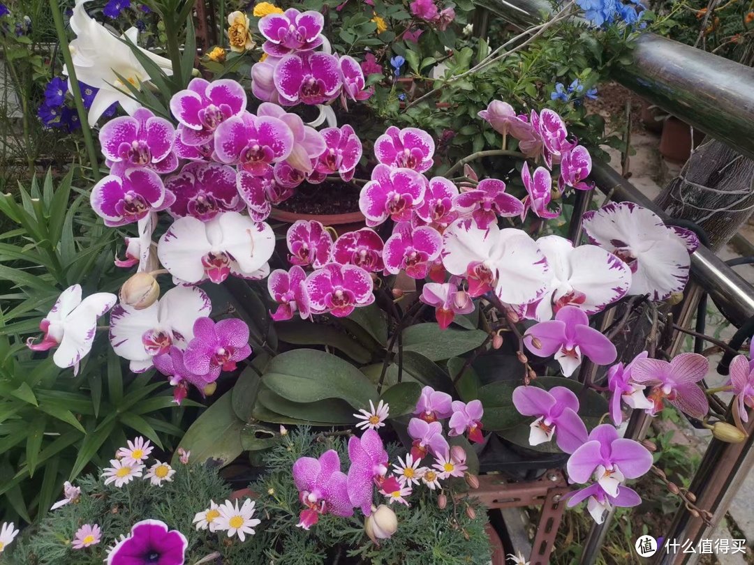 还原洋兰花原始生长环境，让院子洋兰在夏日里也开的灿烂