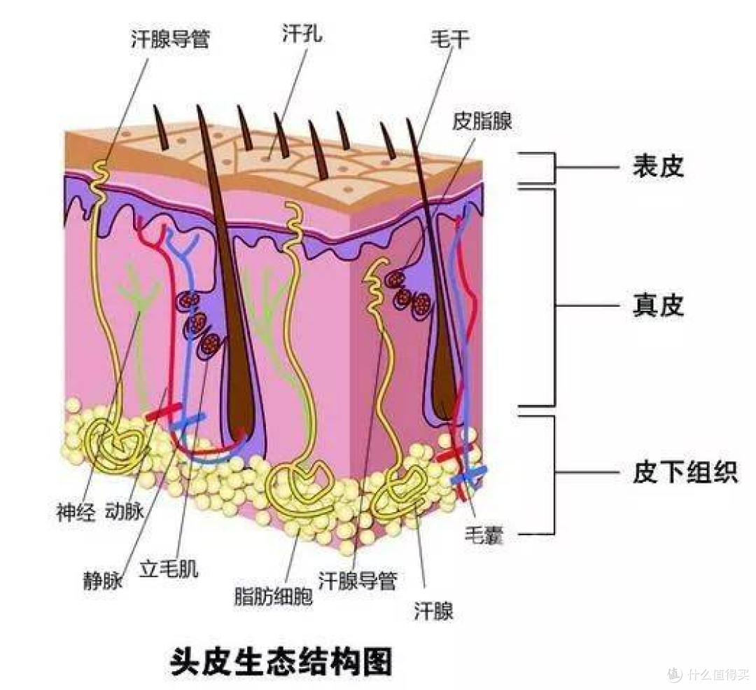 头发细软油腻用什么洗发水？6款好用的洗发水牌子2021年