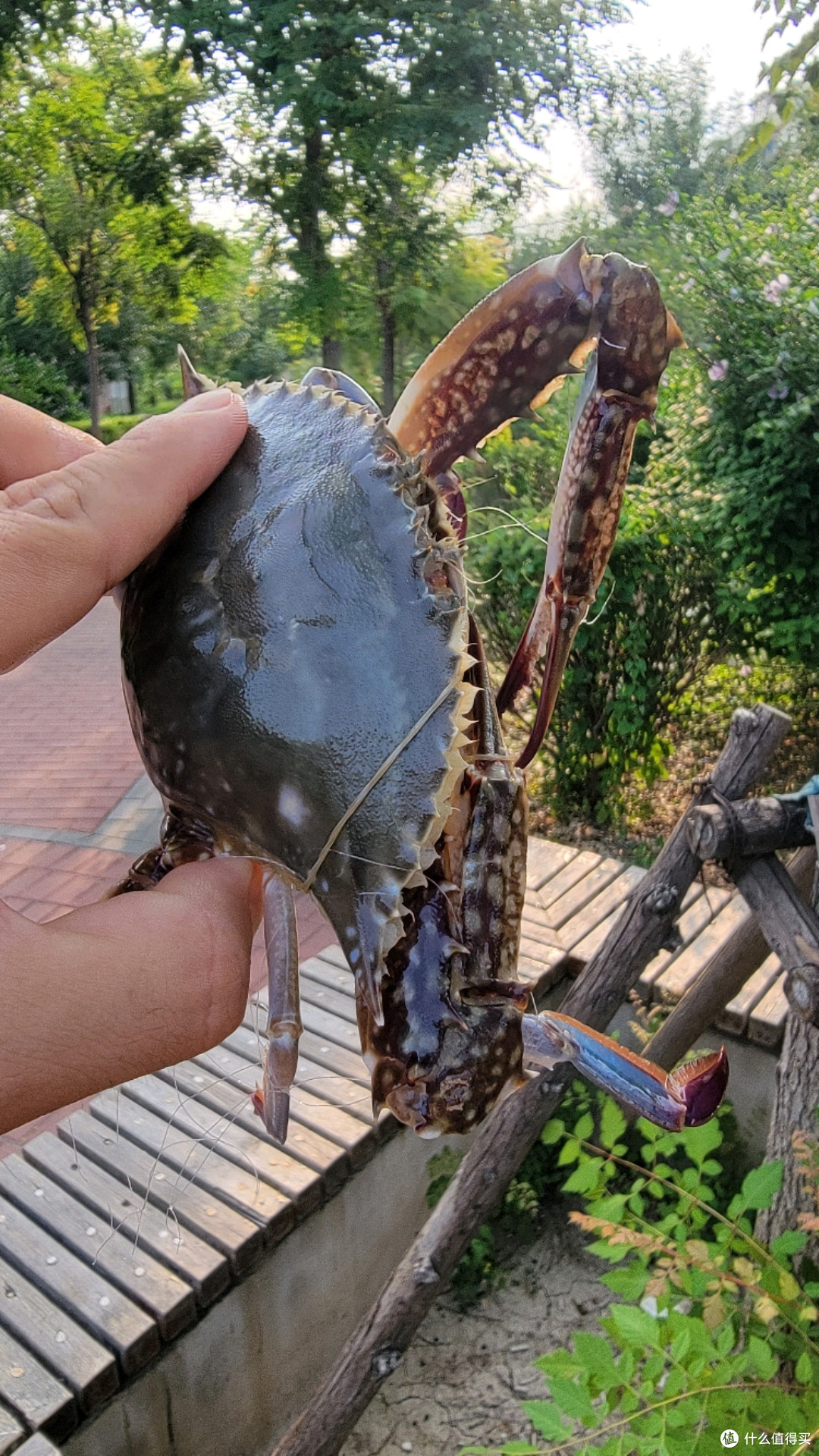 都说包治百病之开海啦!记住这三个挑螃蟹要点可以帮助你挑到最好的梭子蟹