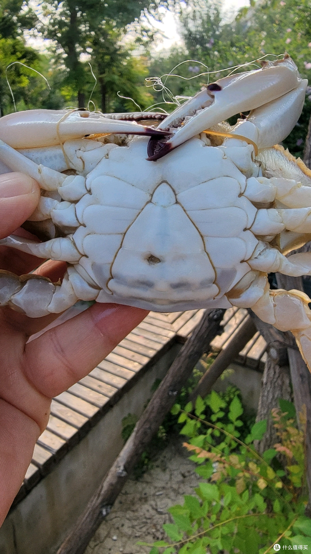 都说包治百病篇五十二都说包治百病之开海啦记住这三个挑螃蟹要点可以