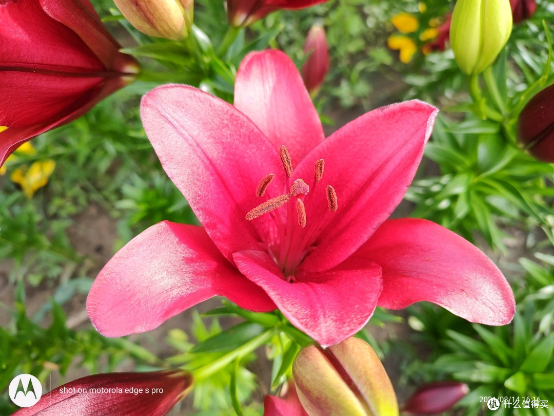 摩托罗拉edgespro拍照