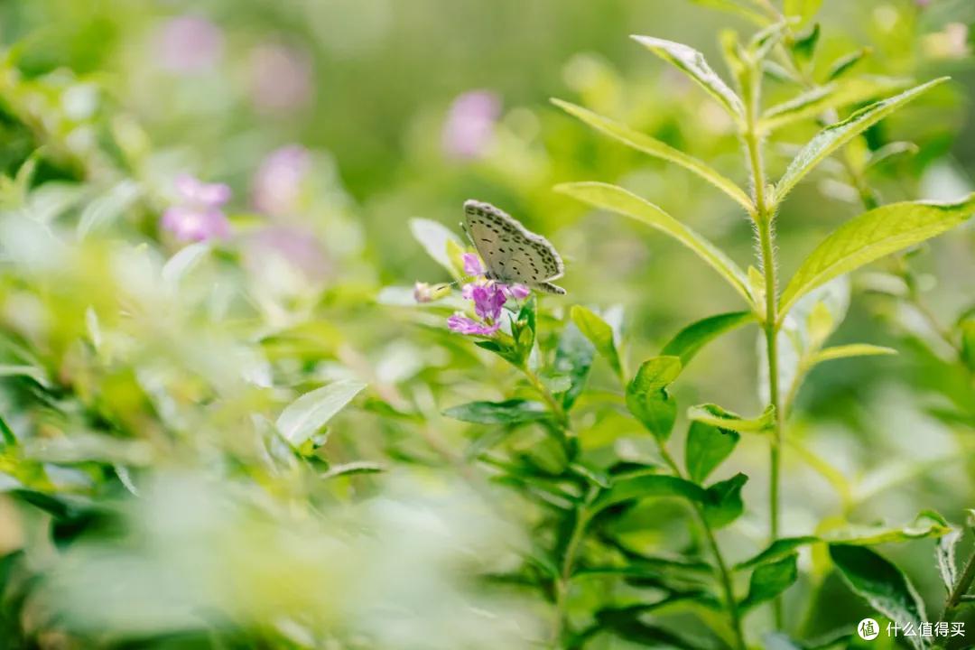 微观异世界！国产七工匠60mm F2.8 II微距镜头上手体验