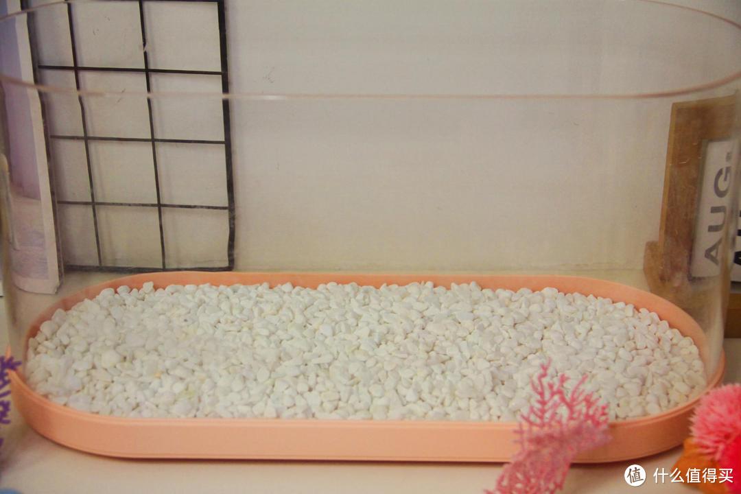 画法几何两栖生态鱼缸,原来养鱼可以很轻松