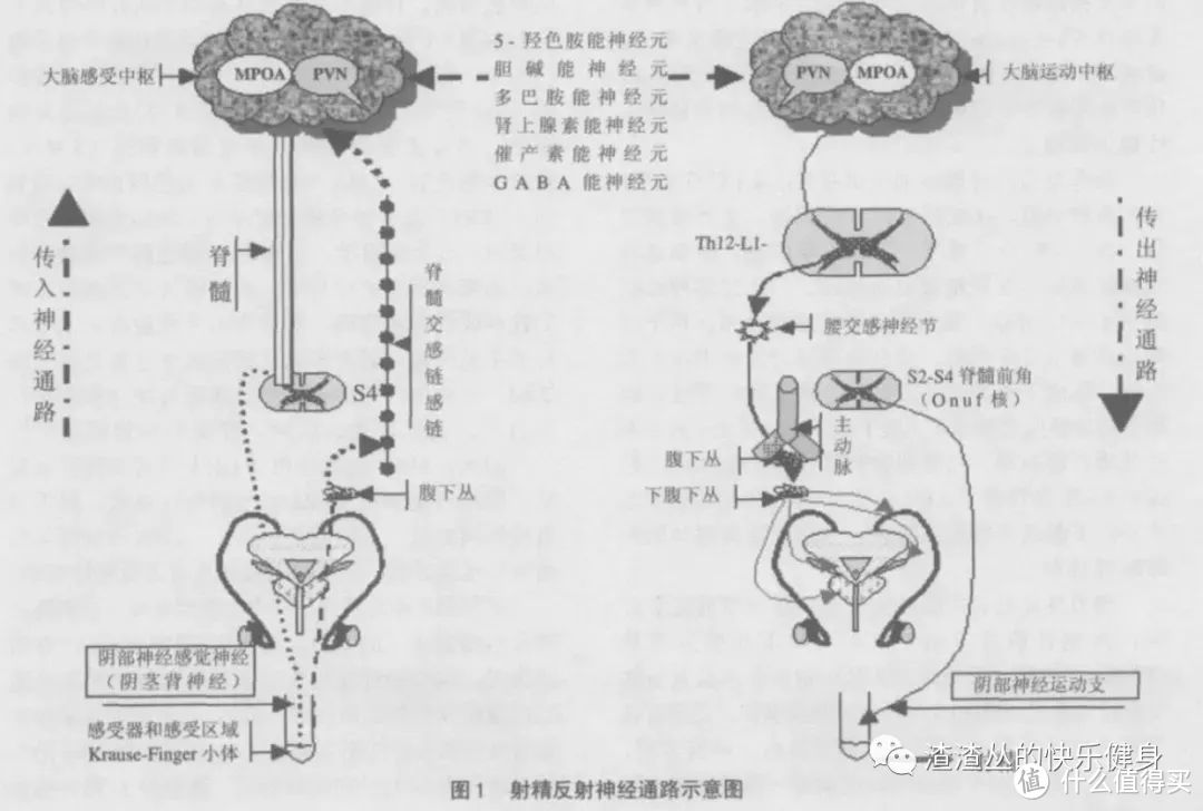 肌肉越大鸟越小？越强越不行？健身阳痿！？？