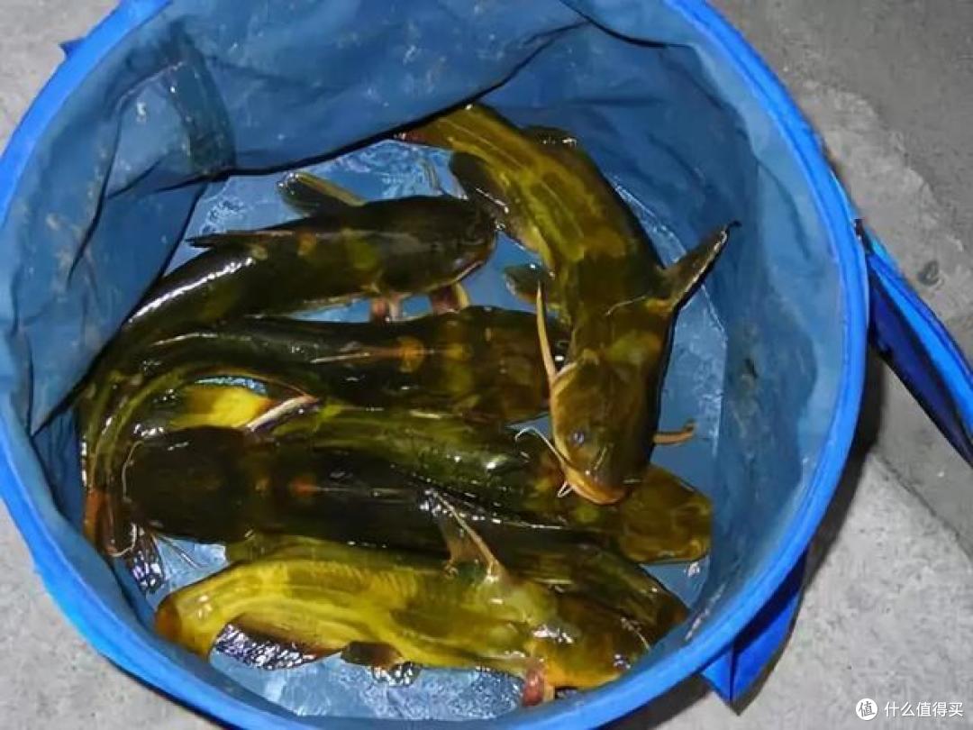 野钓黄颡鱼如何选饵?巧用家禽内脏出奇制胜,解析其特点和用法