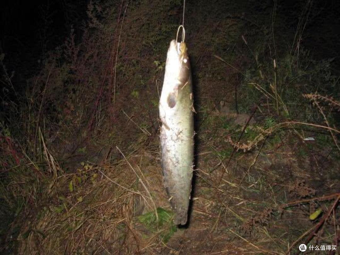 夜钓钓获的鲶鱼