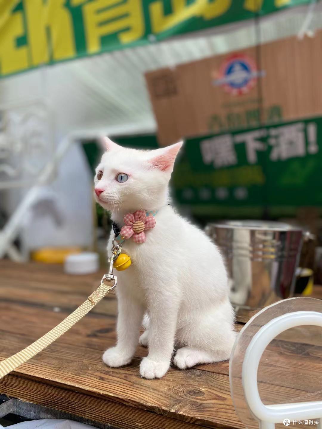 疯玩魔都！深坑，精酿，酒吧，造物节，一天逛800个店的夏天
