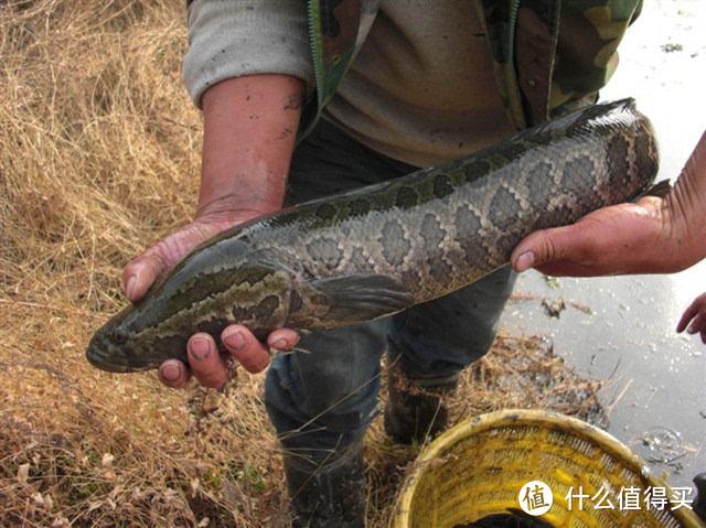 野釣黑魚方法是關鍵,這3種方式常用且有效,愛釣黑魚的你別錯過