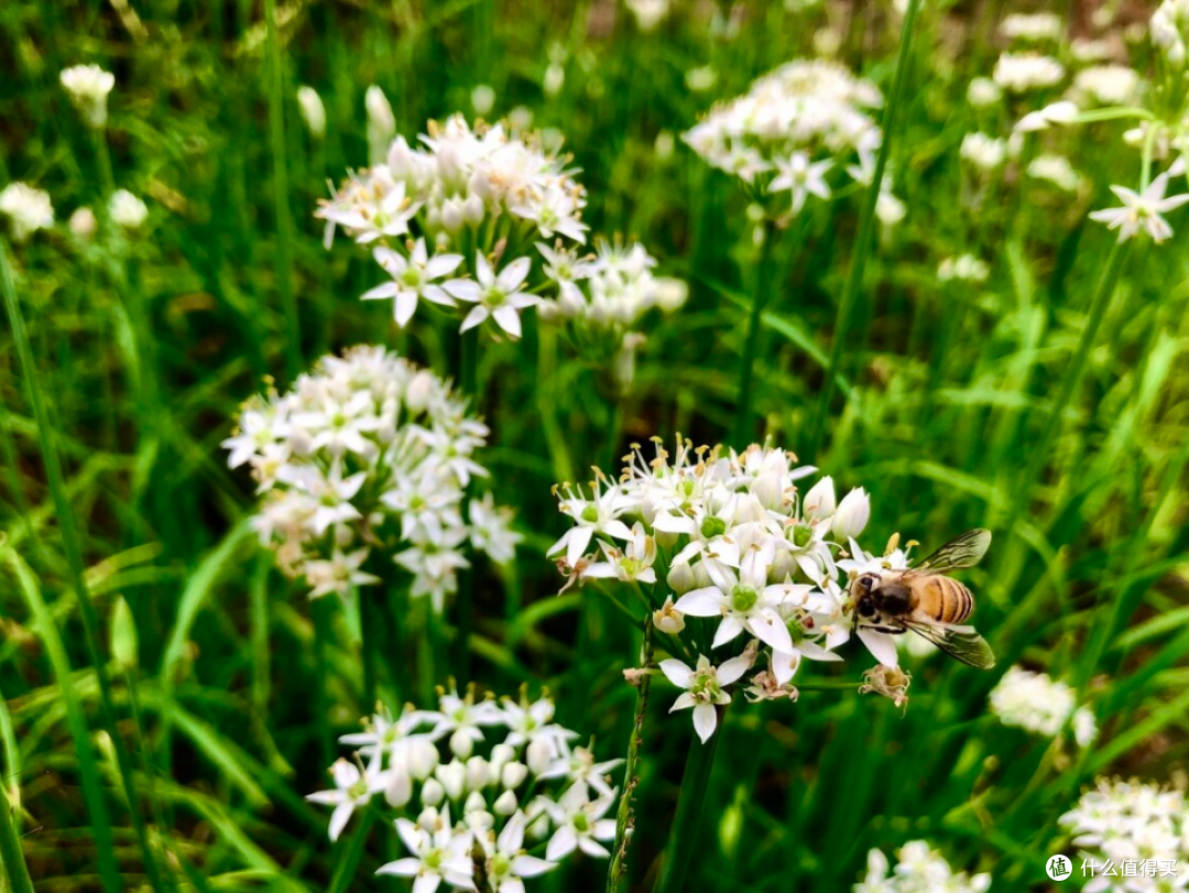 腌韭菜花 除了放盐 再加入它 韭菜花酱翠绿不变色 黏稠又好吃 生鲜食品 什么值得买