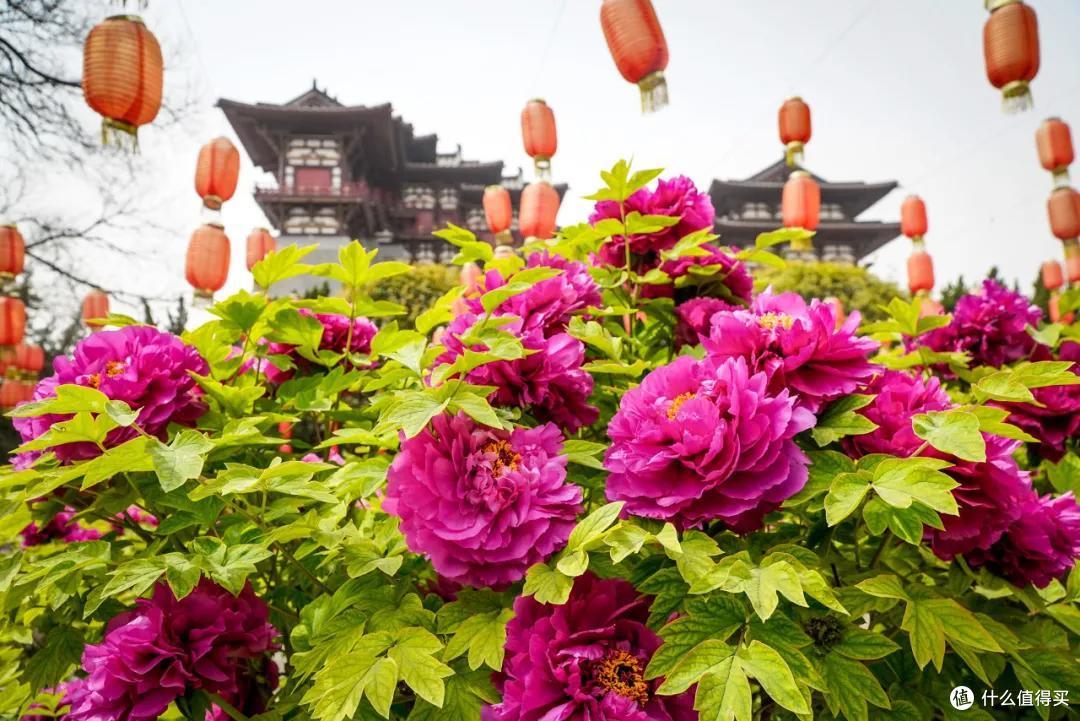 旅行恢复后,这座城市一定会大火!