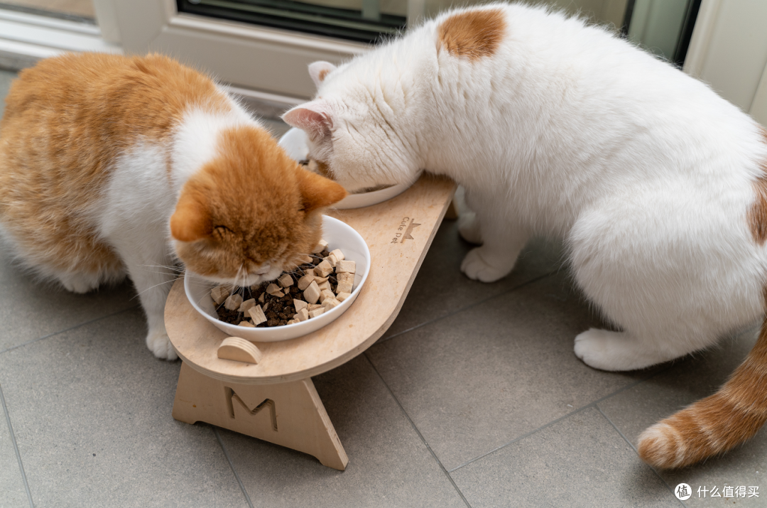 新手养猫不要慌,超值宠物用品闭眼选购攻略