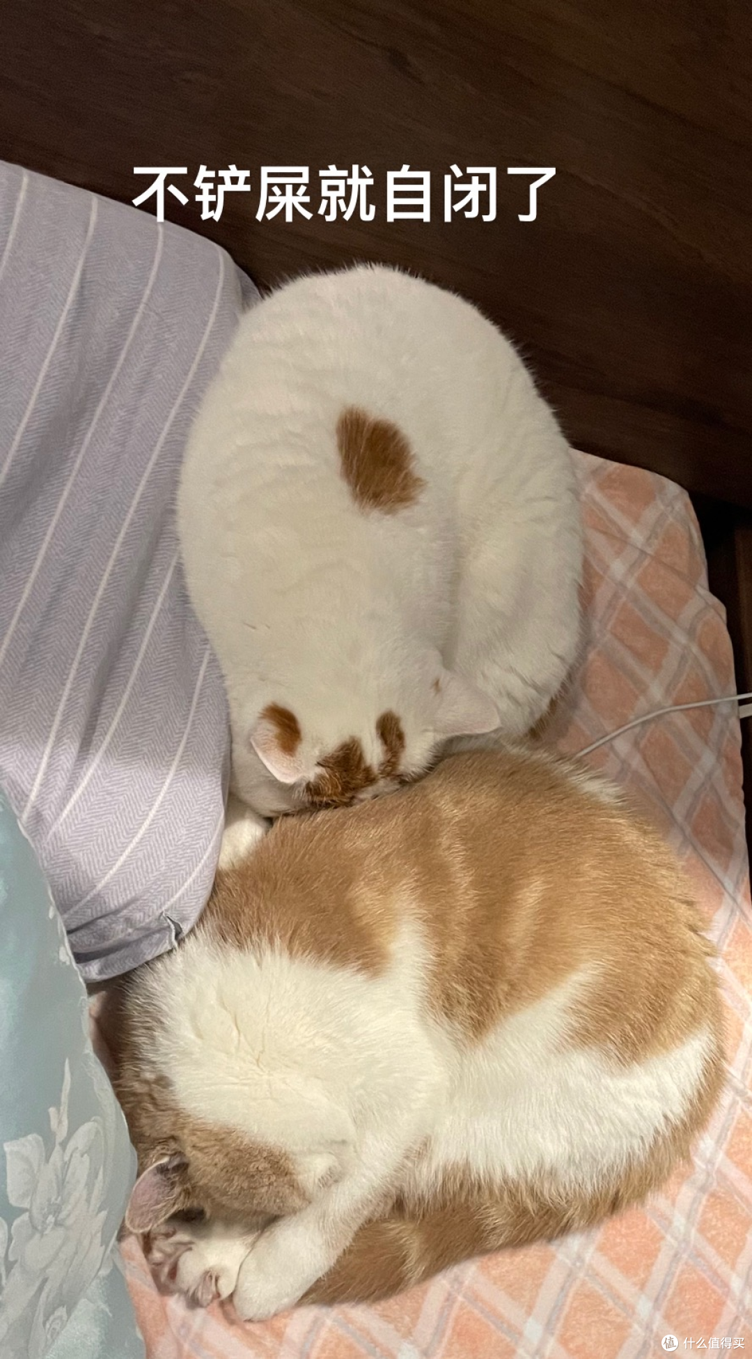新手养猫不要慌,超值宠物用品闭眼选购攻略