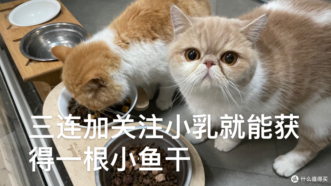 新手养猫不要慌,超值宠物用品闭眼选购攻略