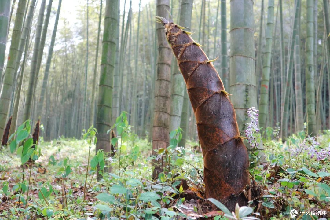 竹笋一年四季皆有,图为夏季时令笋蔬之一的慈竹笋.0815图虫创意