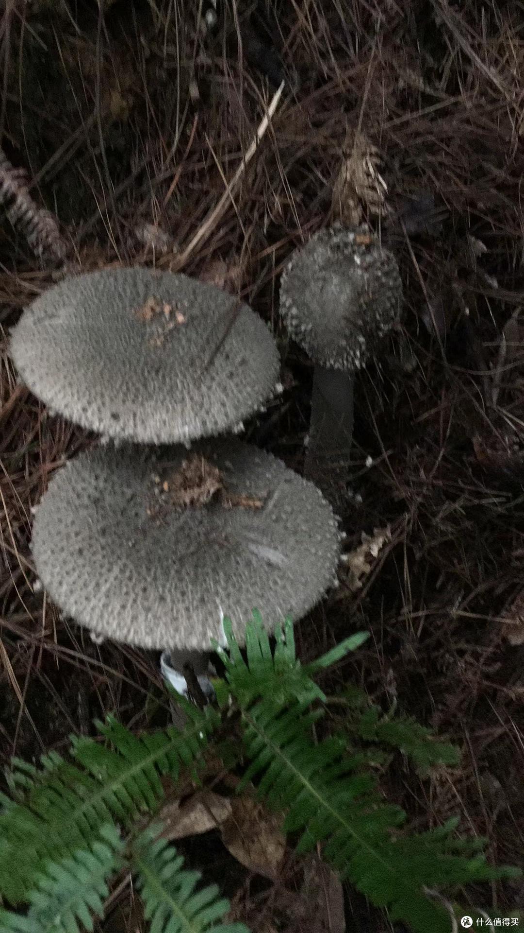 闽南美食特产:夏秋轮转季节的专属美味之茶油爆炒麻丝菇