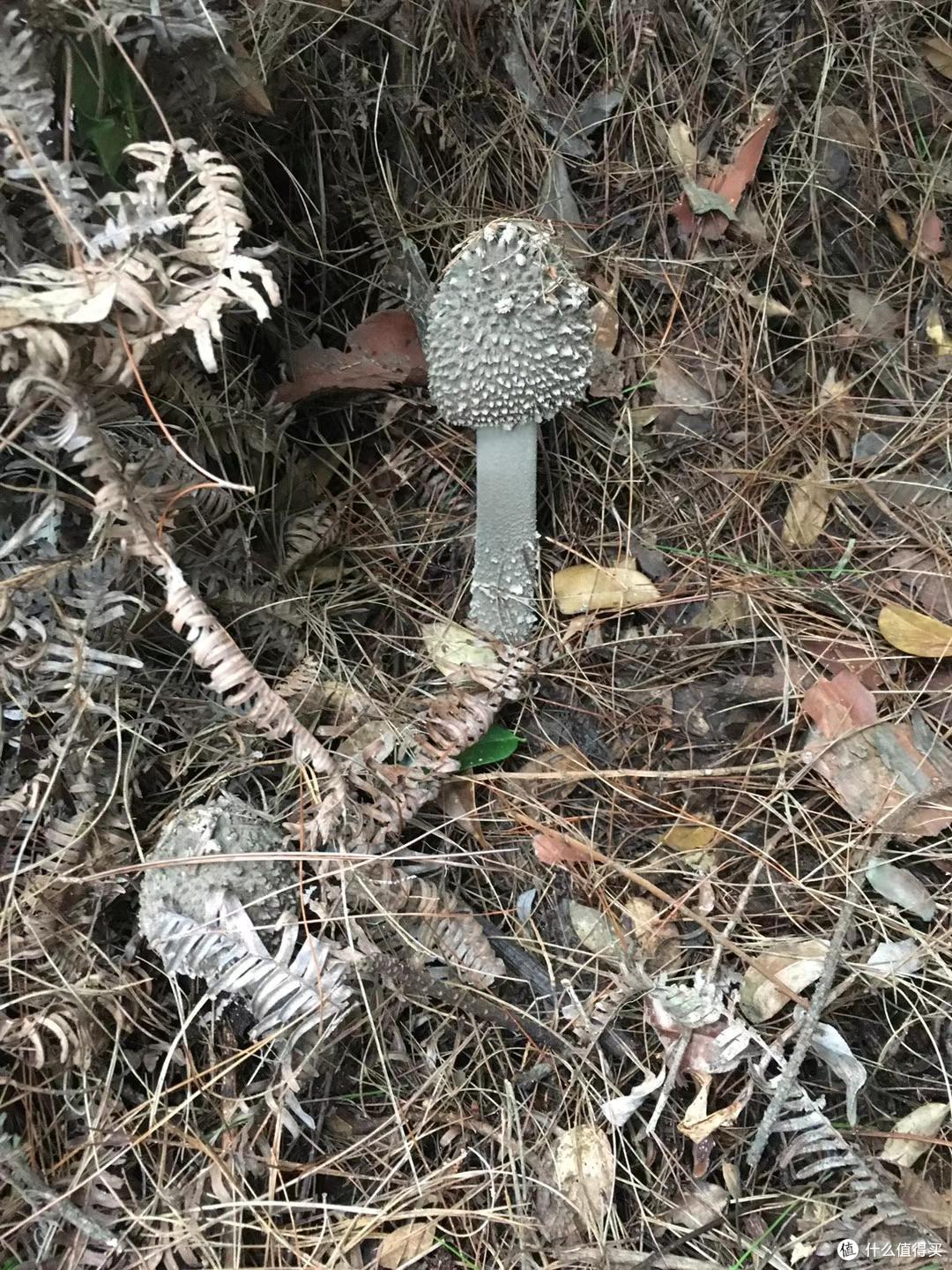 闽南美食特产:夏秋轮转季节的专属美味之茶油爆炒麻丝菇