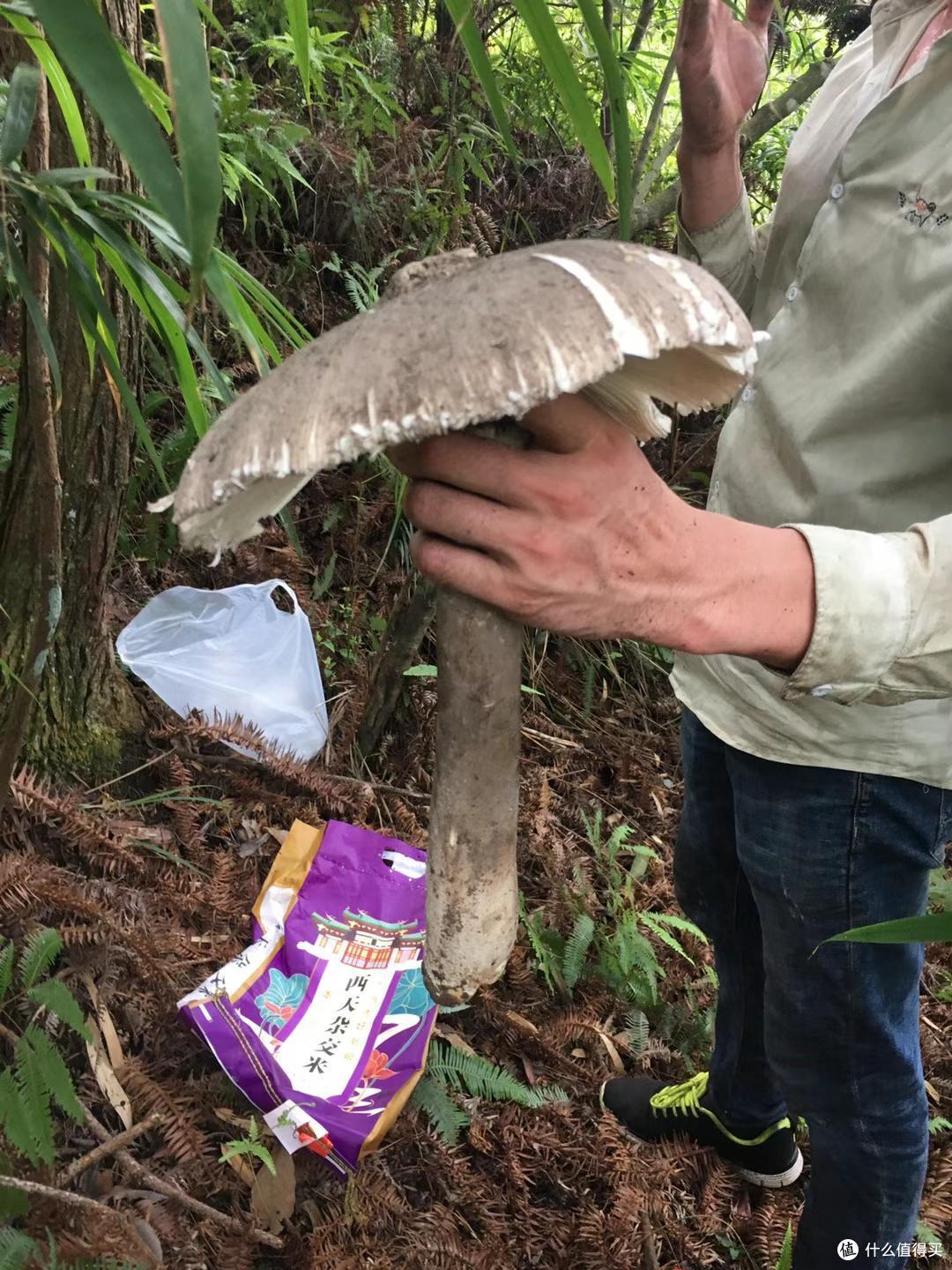 闽南美食特产:夏秋轮转季节的专属美味之茶油爆炒麻丝菇
