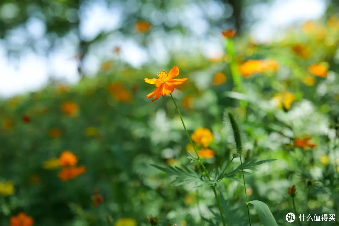 L卡口必备定焦头！松下Lumix S 50mm F1.8实拍体验