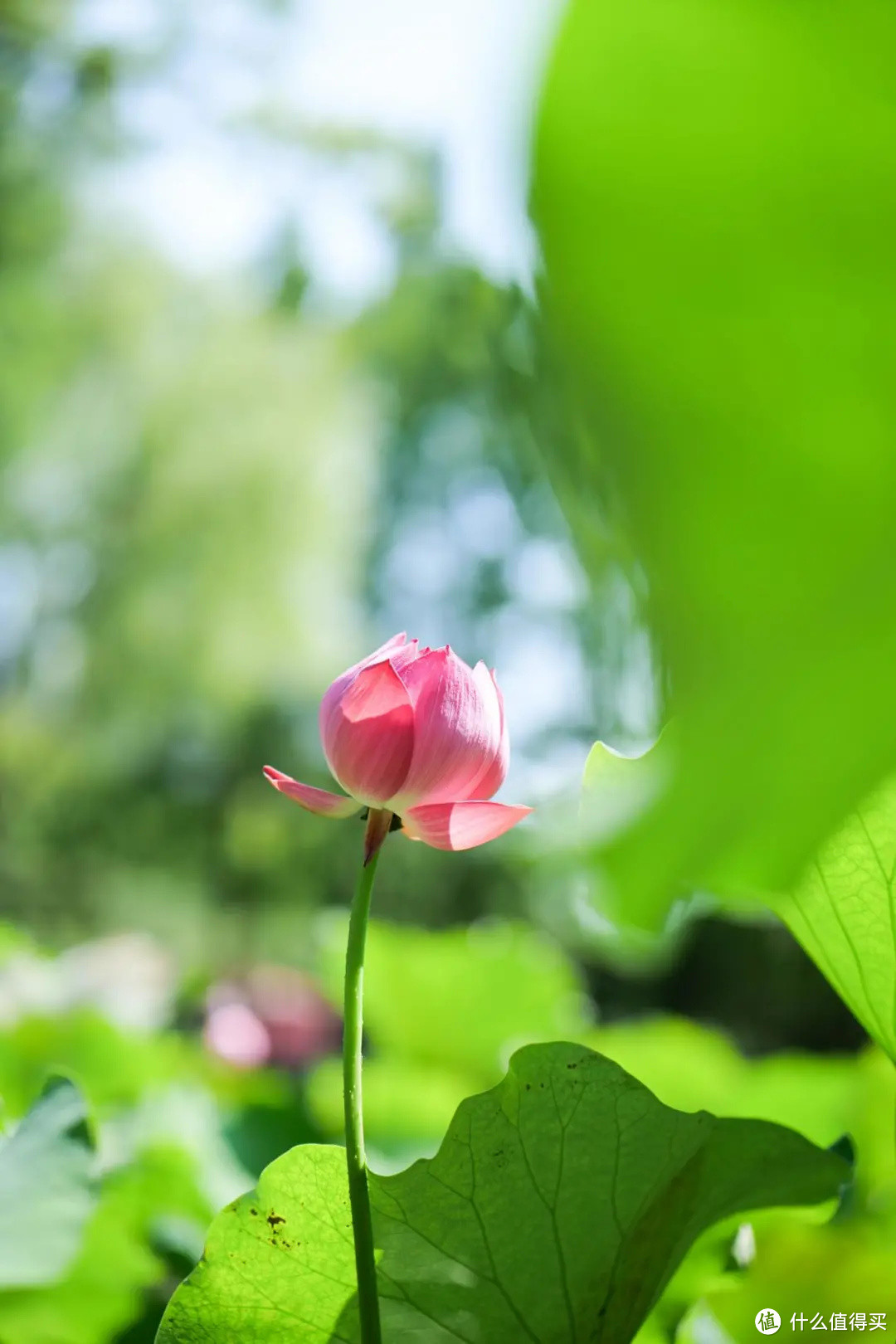 L卡口必备定焦头！松下Lumix S 50mm F1.8实拍体验