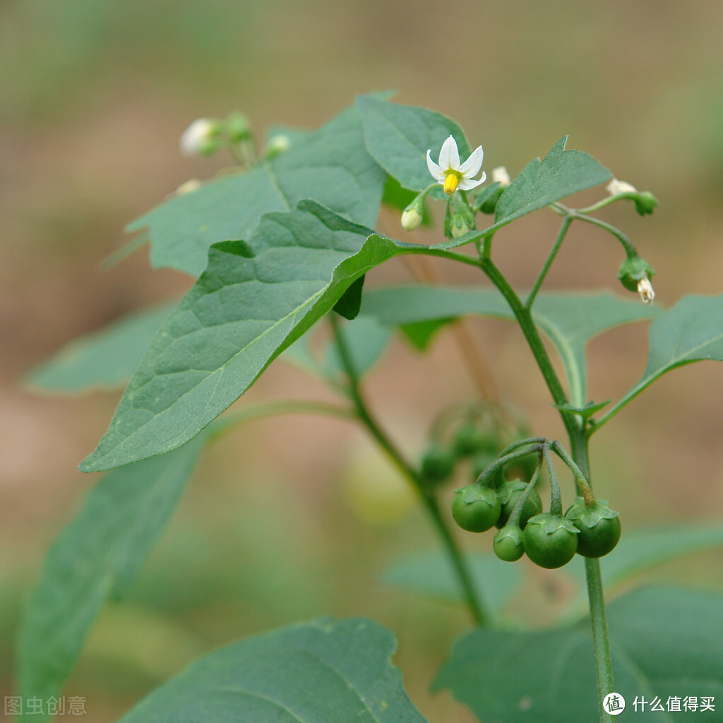 白花菜,学名叫龙葵,是一种长在路边的野菜,也是一种药材,农村里随处