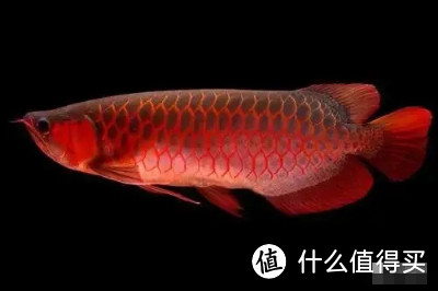 观赏鱼为什么褪色、变色?如何养出色泽好看的漂亮观赏鱼?