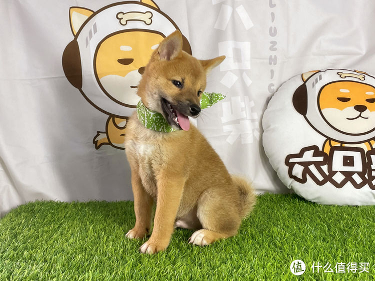 柴犬的特點和性格解析柴犬其實很好養