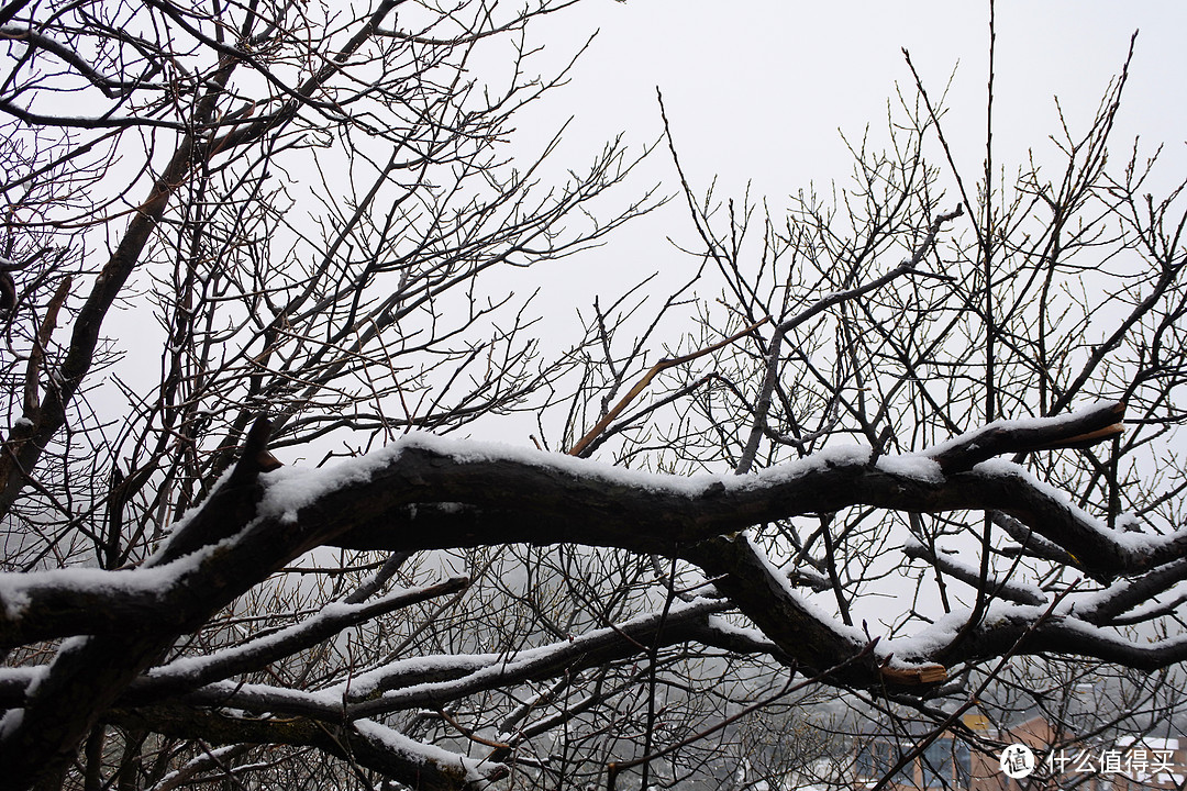  夏日忆雪---重庆南川金佛山赏雪记