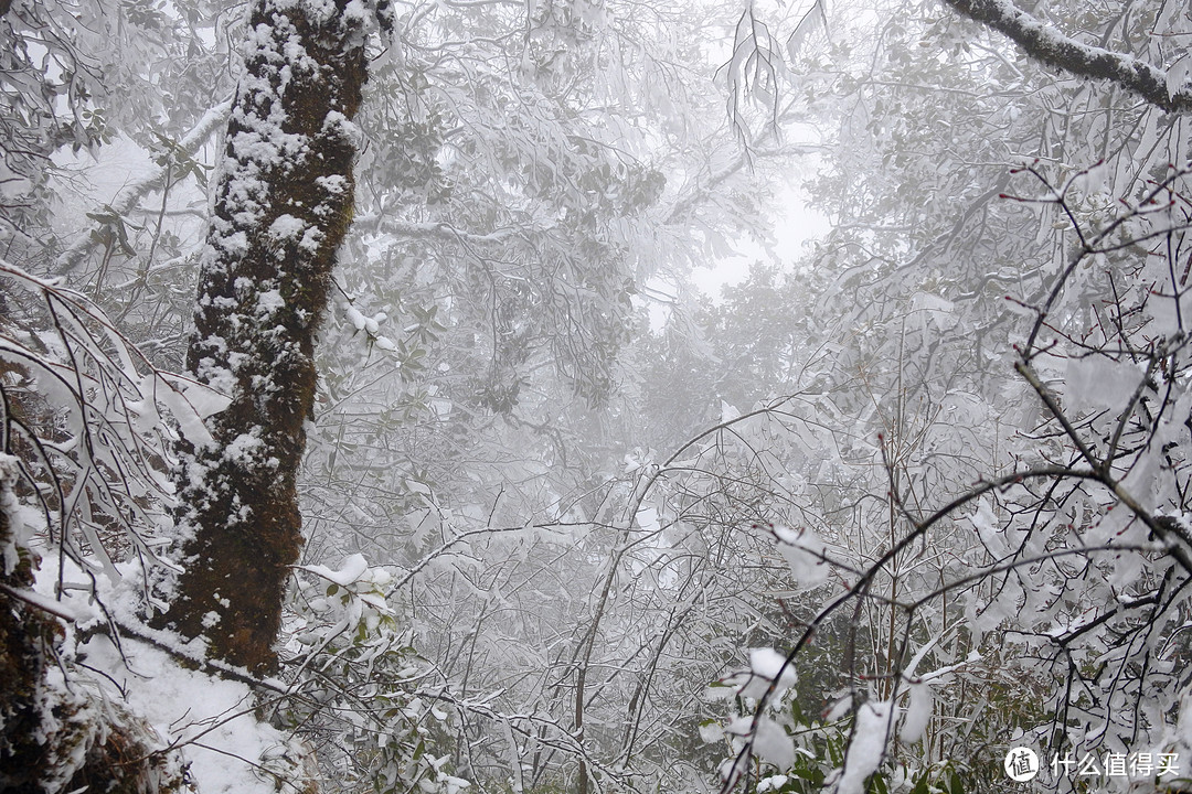  夏日忆雪---重庆南川金佛山赏雪记