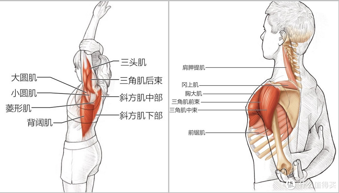 如何练出宽肩膀？亲测有效的居家练肩动作