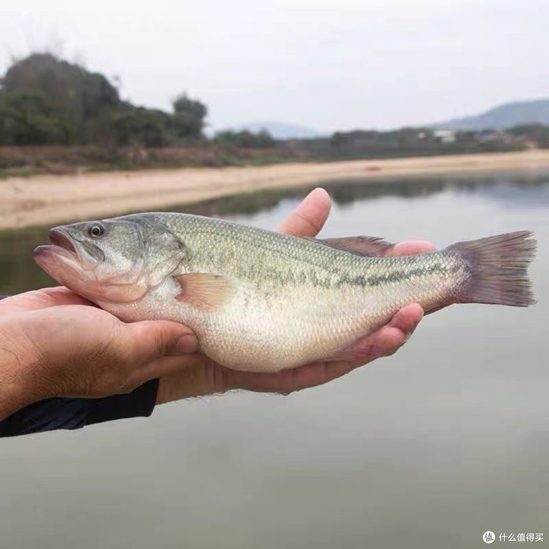 买鲈鱼,不是越“肥”越好,避开3种鲈鱼,肉细味鲜,不花冤枉钱