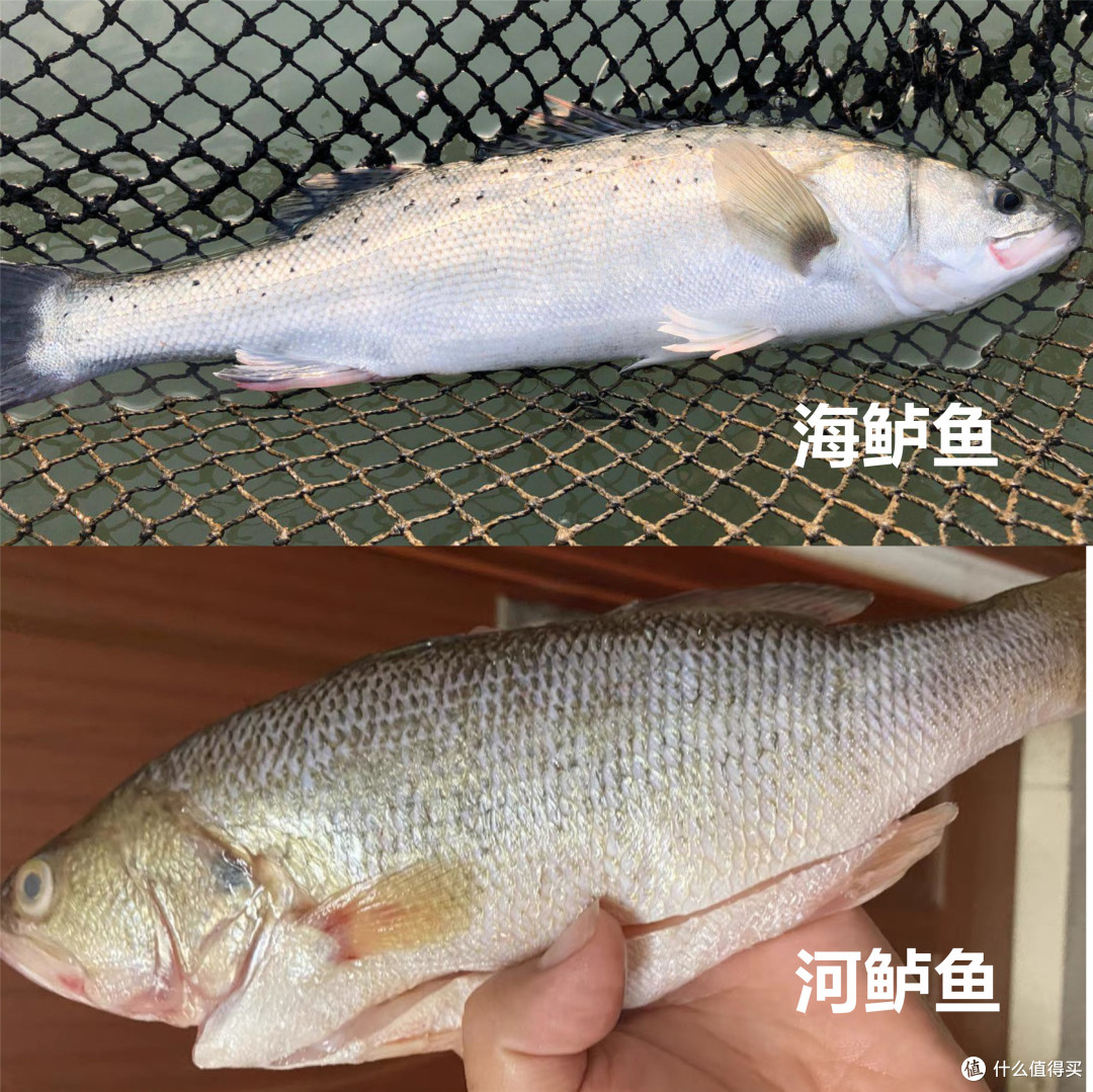 买鲈鱼,不是越“肥”越好,避开3种鲈鱼,肉细味鲜,不花冤枉钱