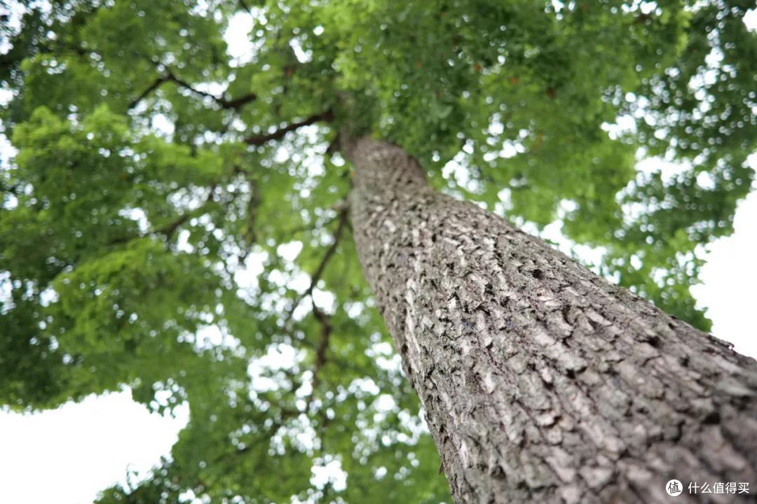 L卡口优质大光圈广角镜头 松下24mm F1.8全面测评