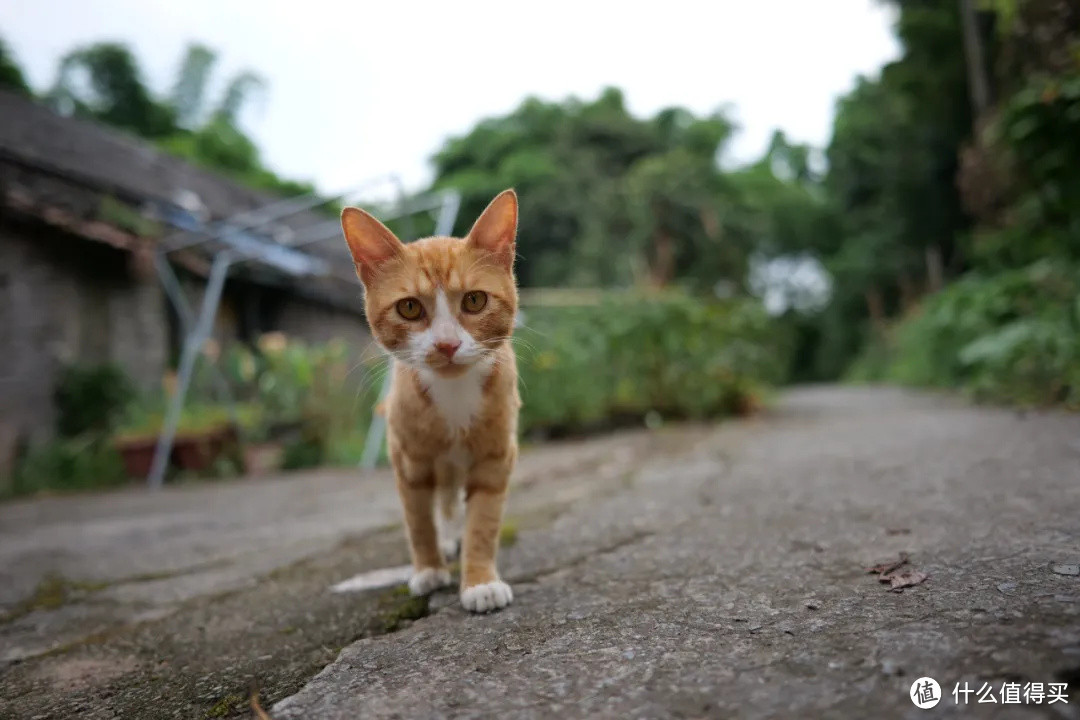 L卡口优质大光圈广角镜头 松下24mm F1.8全面测评