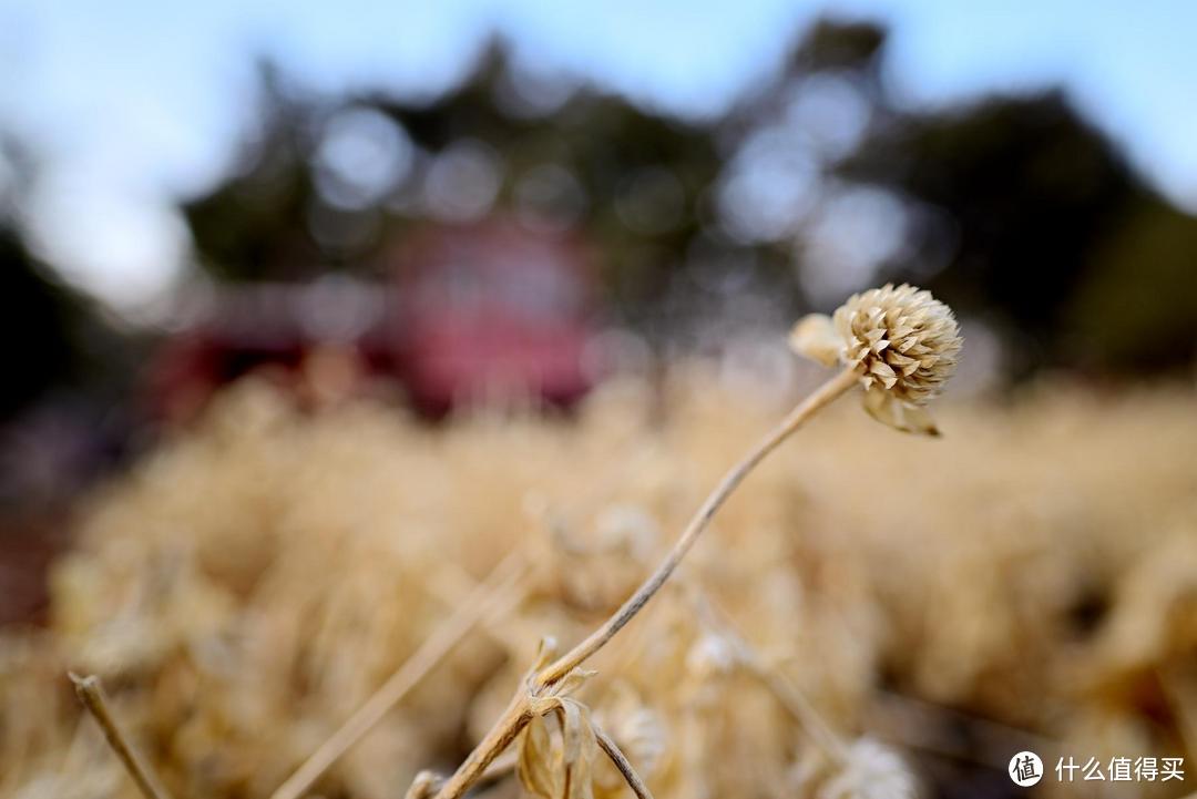 开学季选相机？看看尼康Z5——附Z24-50+Z20mm f/1.8S上手体验