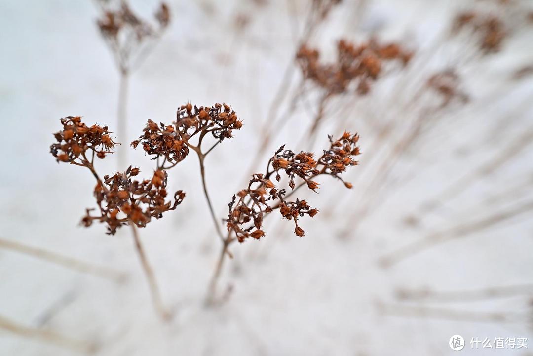 开学季选相机？看看尼康Z5——附Z24-50+Z20mm f/1.8S上手体验