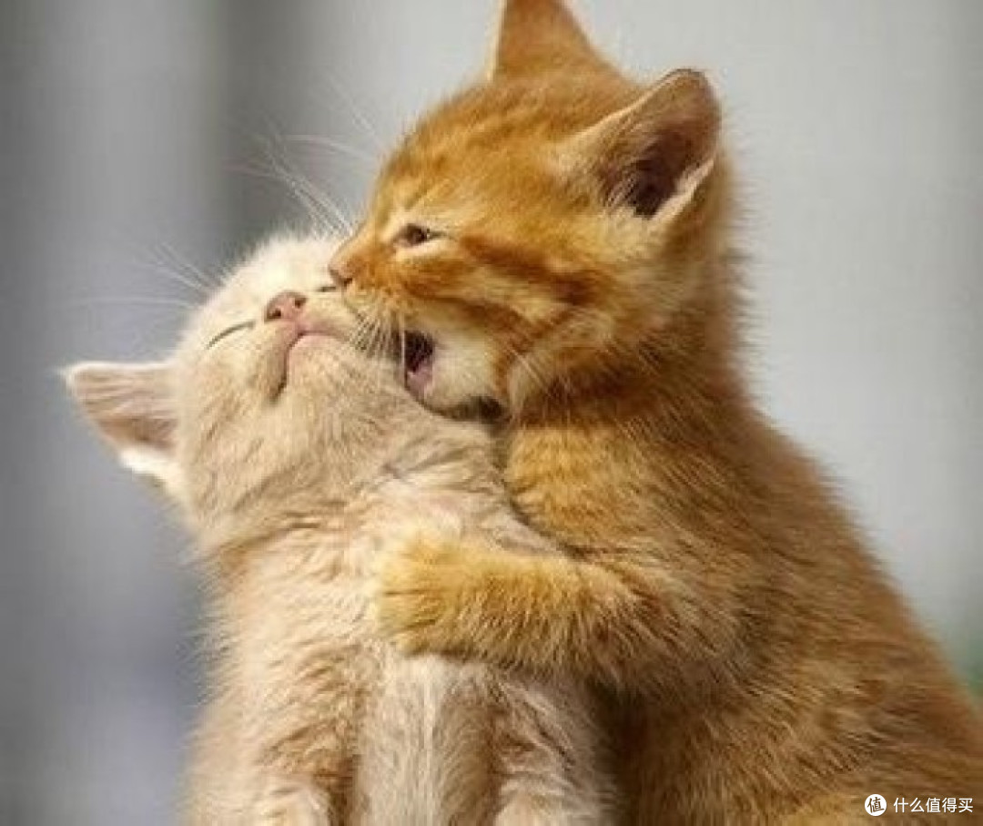 猫咪羊奶粉的好处和功效有哪些