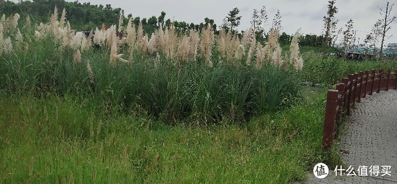 这是一个无人知道的小岛公园（在这里发现了理想的家园）徐汇闵行景联路