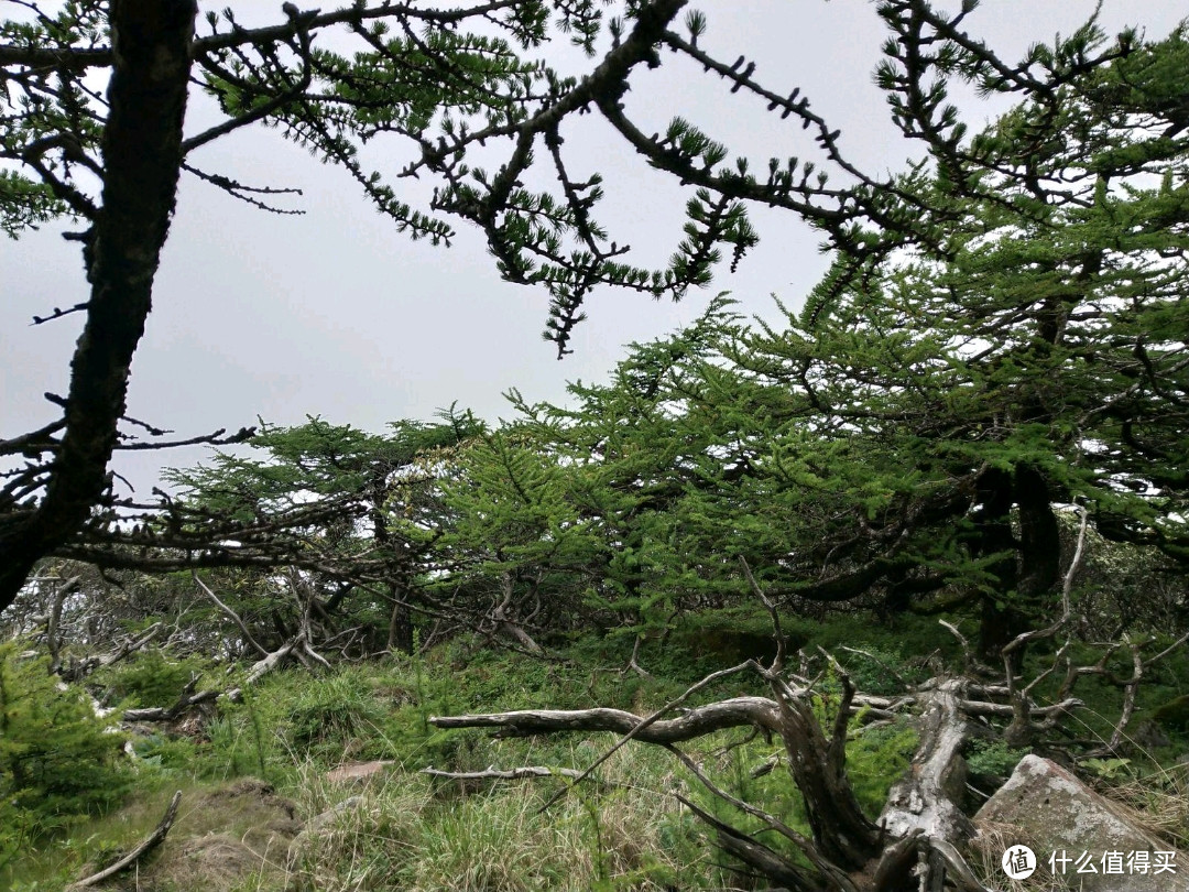 通往2800营地的原始森林