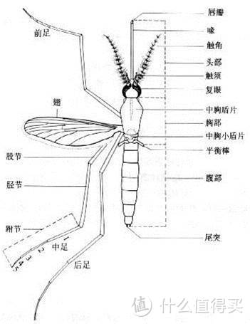 先别滑走！不想收“红包”，快进来收下这份《防蚊秘籍》呀！（建议收藏备用）