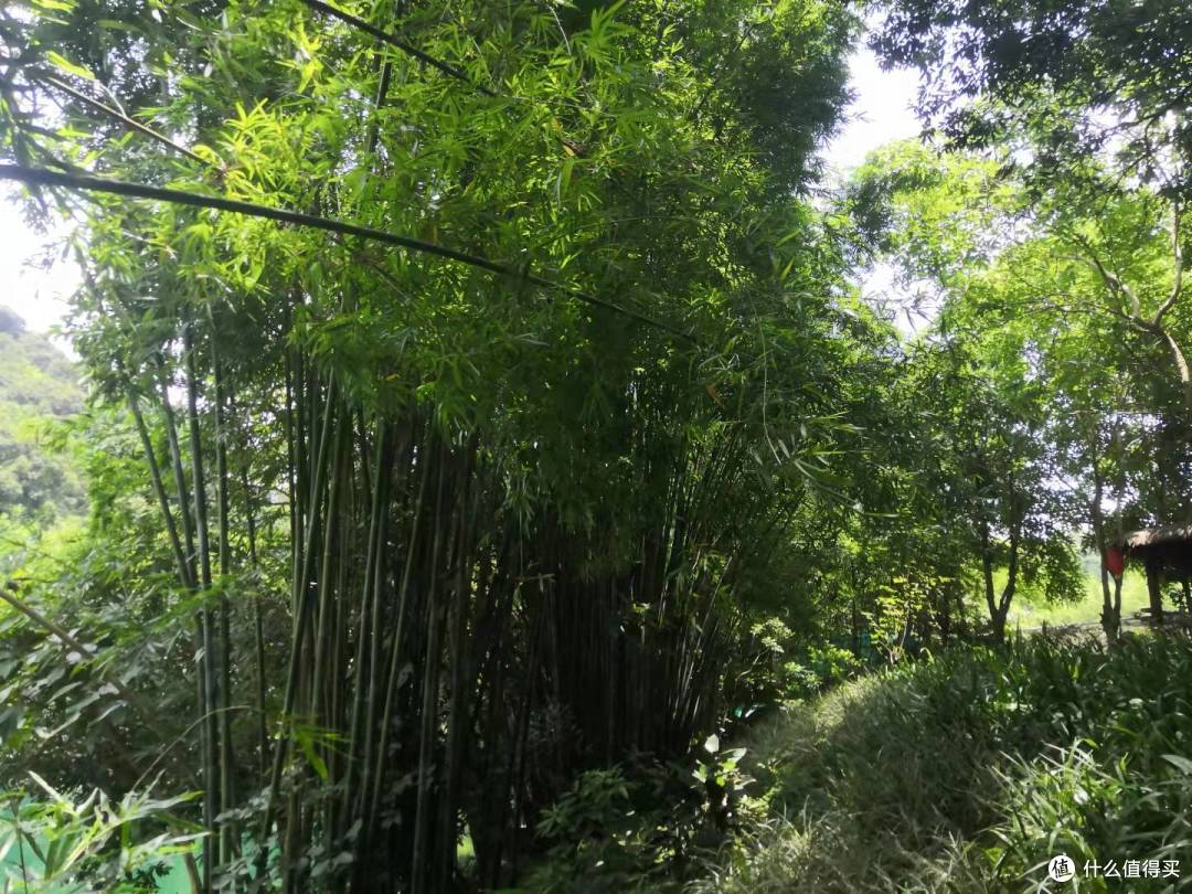 肇庆鼎湖山,广州2小时车程,最爱山中那片绿,暑期带娃爬山、玩水好去处,肇庆游记之一