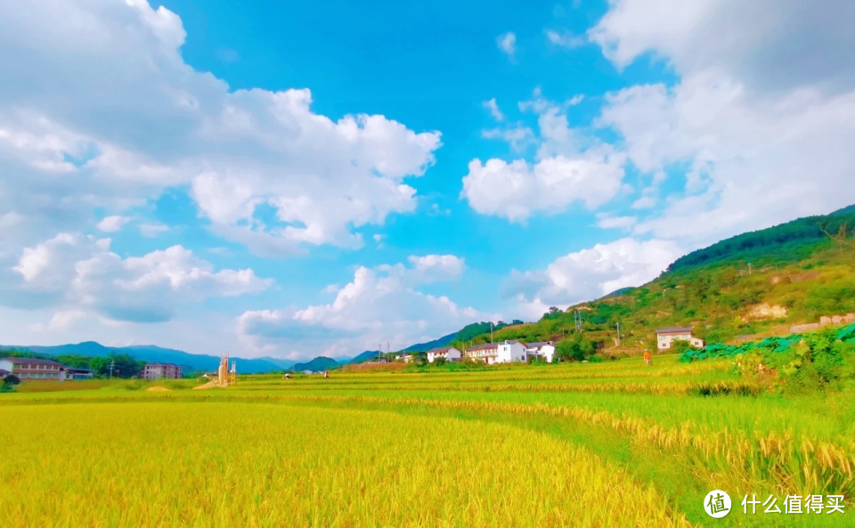 稻田旅游景点图片