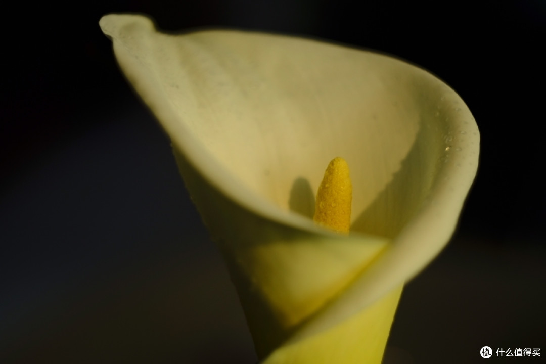 螺纹掠影（27）：Helios 44-2 (BelOMO varnished）