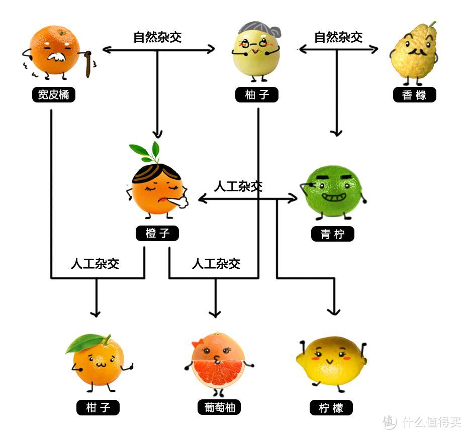 混乱的柑橘家族